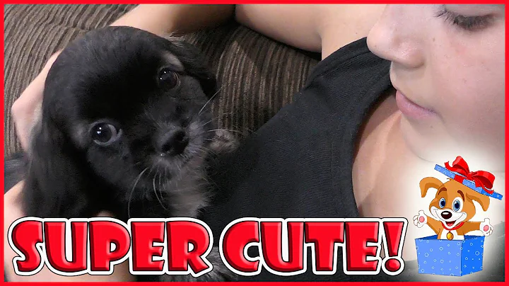 DID WE GET ANOTHER PUPPY? | We Are The Davises