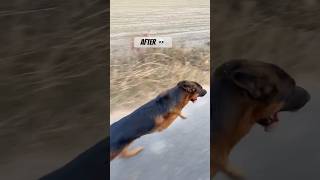 German shepherd before vs after transformation #dogshorts #germanshepherd #dog #pets #gsd #dogs #fyp