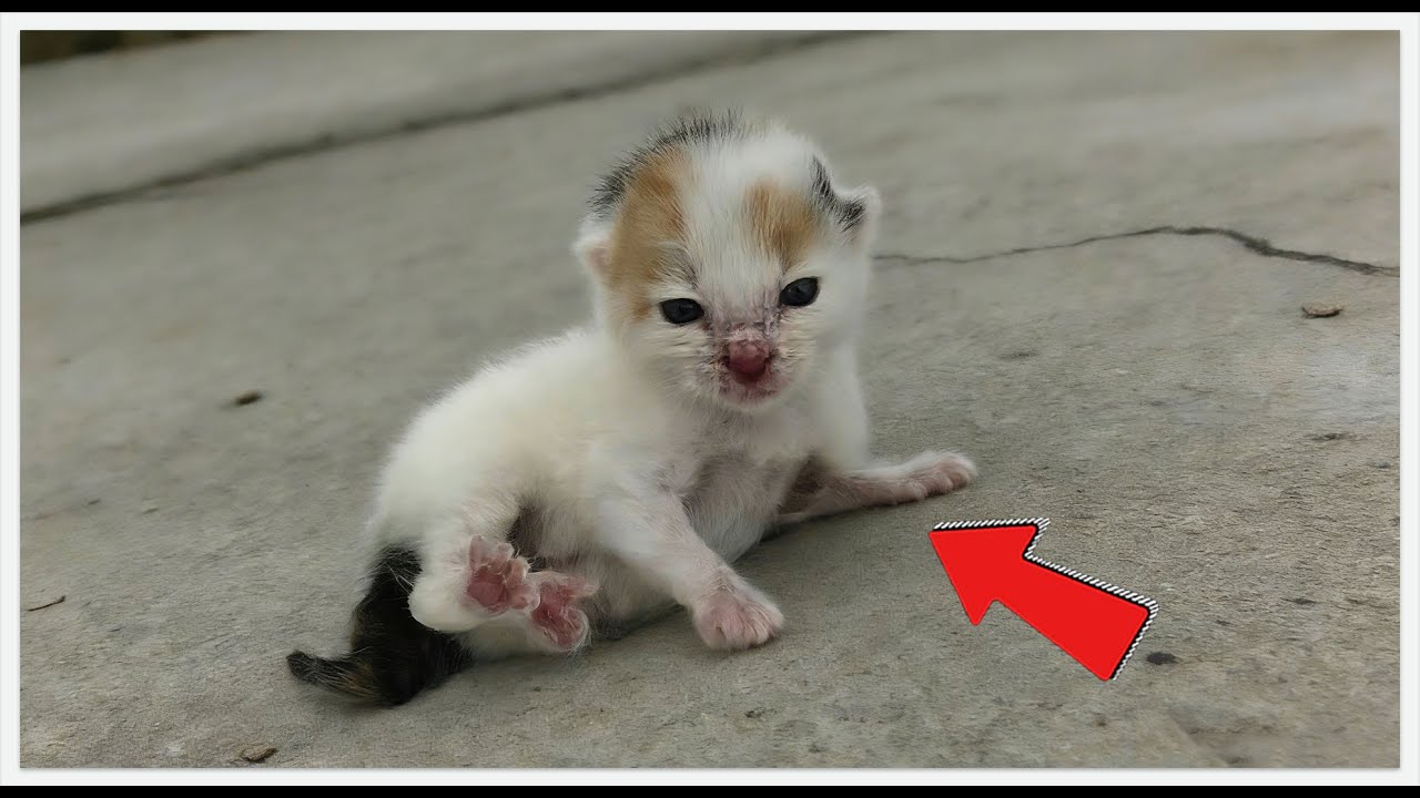 Saving A Cat Ruined My Life... I'd Do It Again