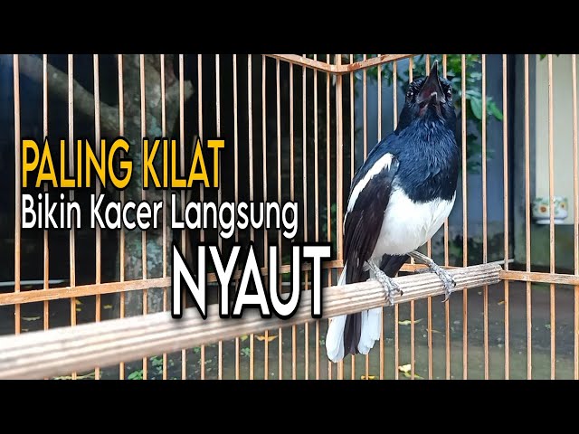 Suara Kacer Gacor Memanggil Lawan Paling KILAT untuk pancingan Kacer Agar Langsung NYAUT GACOR class=