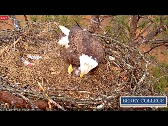 Where is Berry College's eagle cam located?
