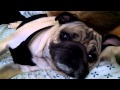 Snuggy Pug Has His Say