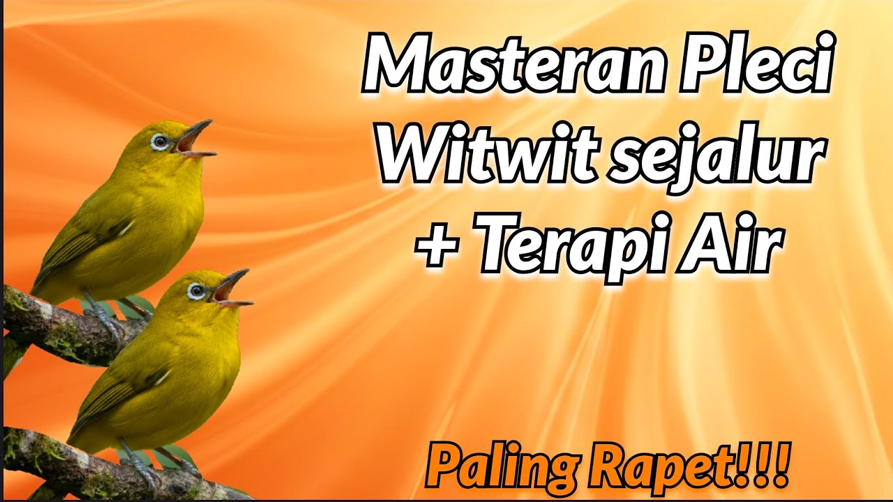 MASTERAN PLECI: Witwit Sejalur + Terapi Air