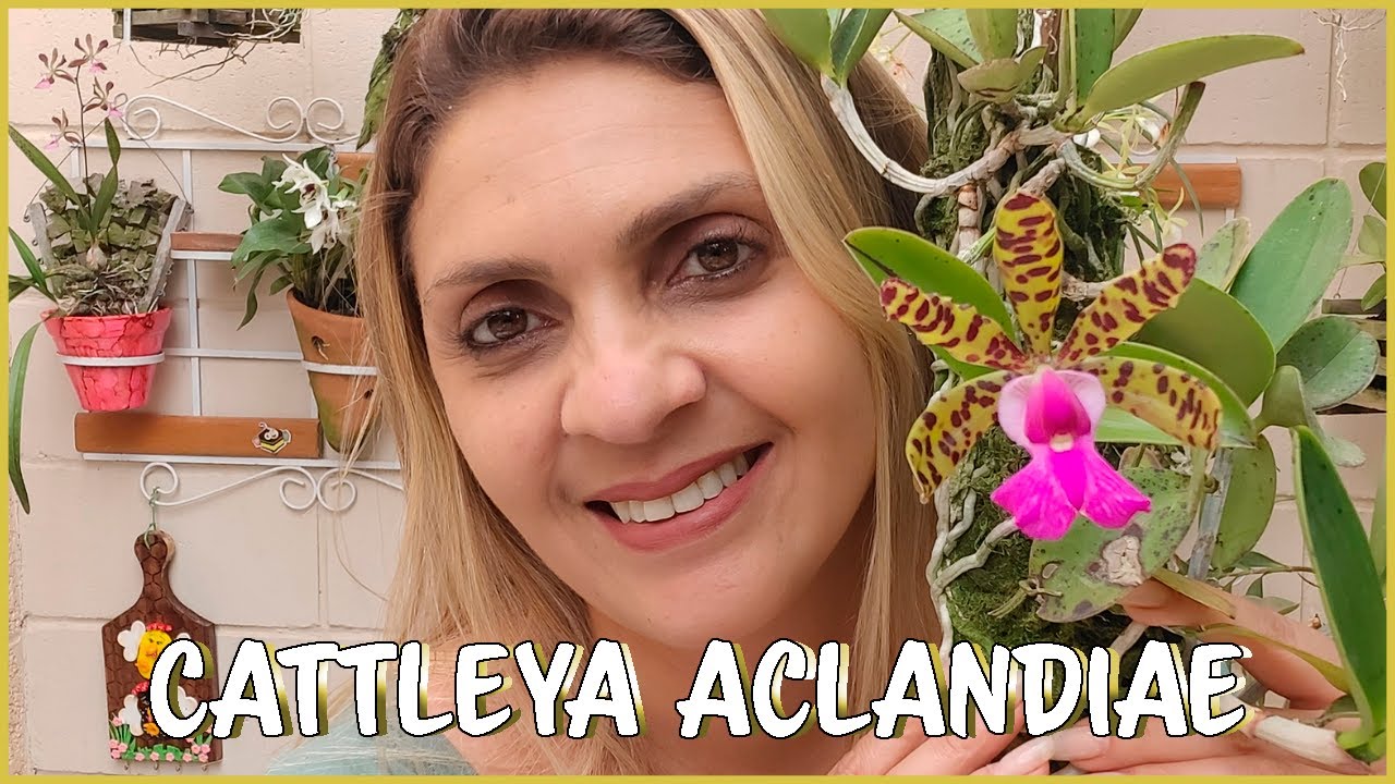 Cattleya aclandiae - Floração e Cultivo!