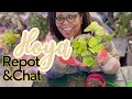 Let&#39;s Repot My Hoya | Did Leafless Tendrils Root?