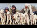 Worlds most amazing gulabi kids  narejo goat farm