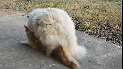 Watch the video about Cats mating 2024 #cats