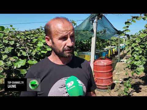 Video: Vdekja e kivit, alarm: 10 mijë hektarë janë goditur në Agro Pontino