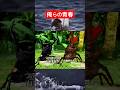 【甲虫王者ムシキング】これが俺らの青春だよなあ！！！ #ゲーム #ムシキング #sega #nintendo #shorts