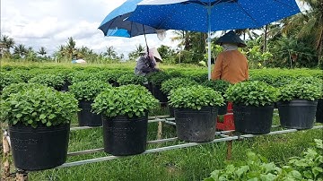 Thời điểm và lưu ý quan trọng của lần ngắt đọt  thứ 4 cho cúc mâm xôi (5 cơi). Hoa Tết 2025