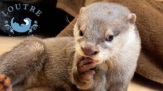 Why Is This Baby Otter Proud of Biting Her Hand?!
