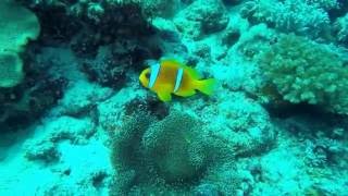 Boat trip with Natlus Divers in Jeddah 4K