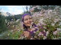 ||Buckwheat(Kuttu) Harvesting(Ogla,fafara)Kinnaur HP||kande vlog