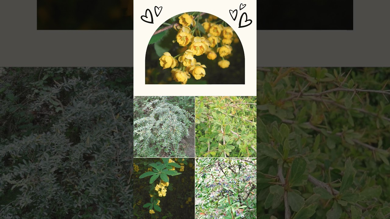 🌼&sup1;☆&bull;&sup1;◇&sup1;■&sup1; Indian Barberry, Boxthorn Barberry (Berberis lycium) in Barberry Family (Berberidaceae)