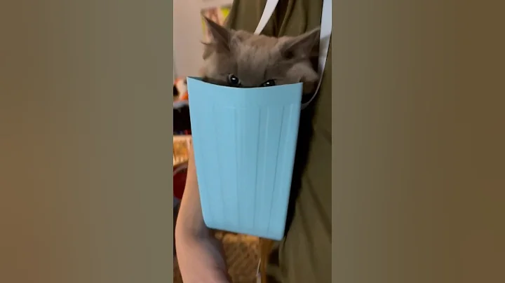 Video 11462541: cat kitten cute beautiful, cat kitten beautiful funny