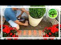 DIY - CONSTRUINDO UM PEQUENO JARDIM