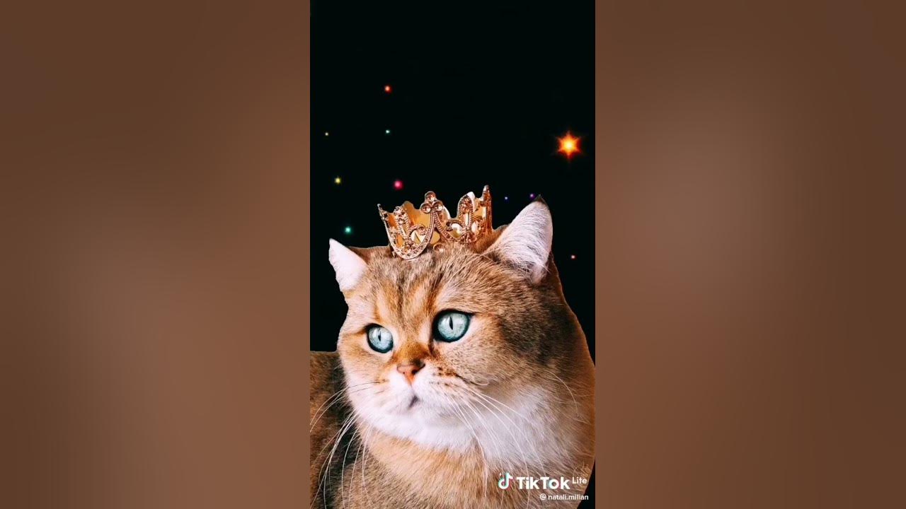 вітаю з днем котиків🐈🐱 - YouTube