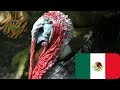 Los 9 ANIMALES más EMBLEMÁTICOS de MÉXICO