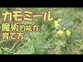 カモミール(カミツレ)魔術的能力と育て方｜黒猫魔術店