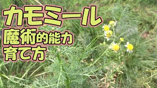 カモミール(カミツレ)魔術的能力と育て方｜黒猫魔術店