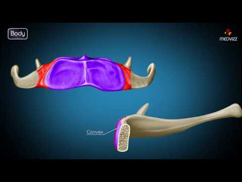 Hyoid bone osteology - Gross anatomy , Attachments , Movements , Clinical significance - USMLE