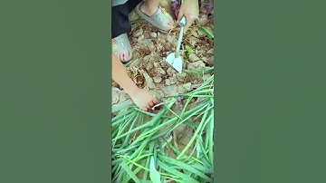 a very useful smart tool for prying onions during harvest season #shorts