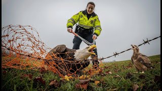 Download Lagu Polisi yang Menolak Mengabaikan Tangisan Elang yang Terjebak MP3