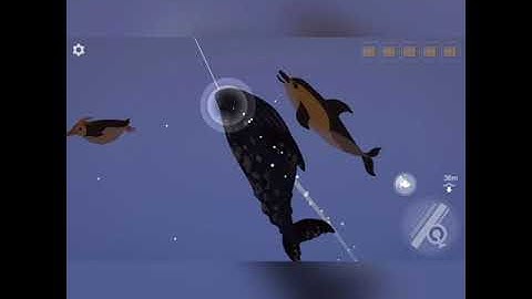 Cách câu cá voi xám