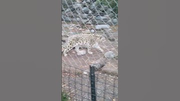 snow leopard at the Toledo zoo. it seemed someone was enjoying the cold weather