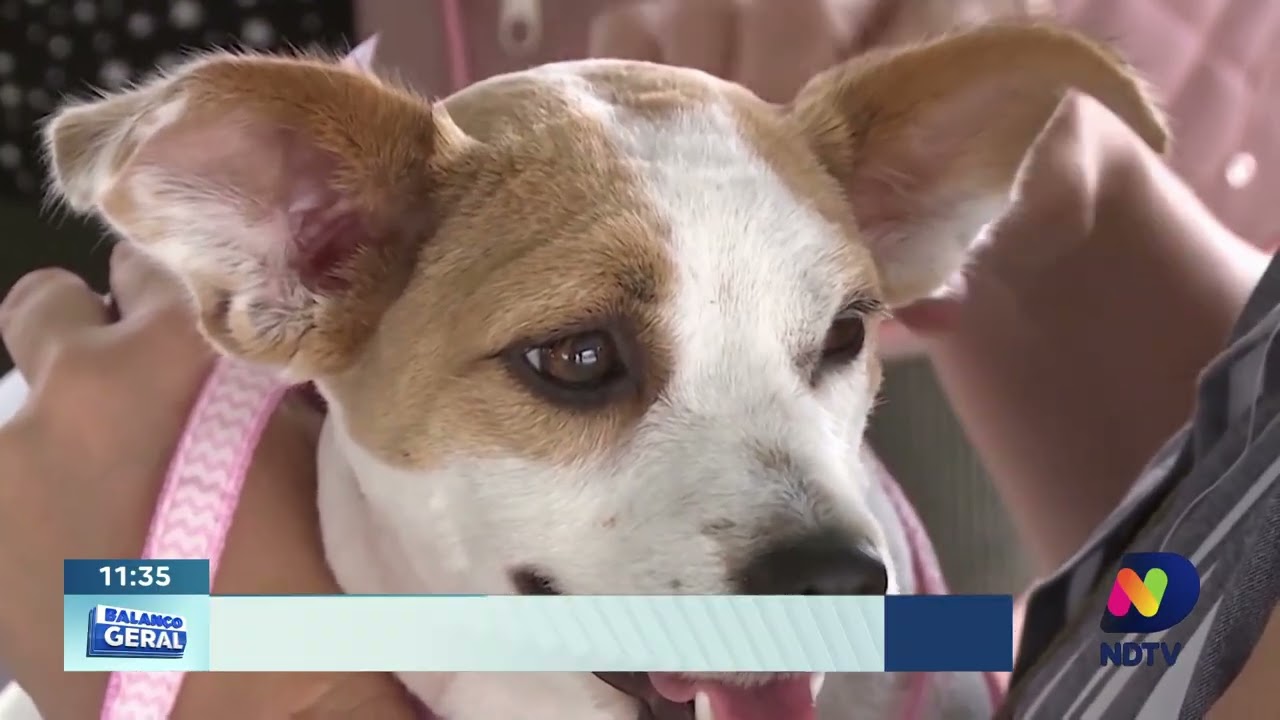 Giro regional: Bandeira Azul, vacinação animal e segurança em SC