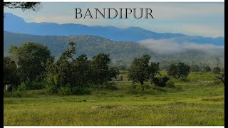 Bandipur | A Thrilling stay Experience