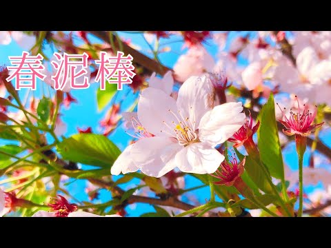 『春泥棒』ヨルシカ 『Yorushika』【歌ってみた】【あずにゃそんぐ】