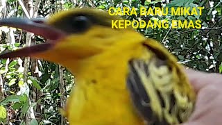 CARA BARU MIKAT KEPODANG TANPA BURUNG PIKAT,ANTI ZONK