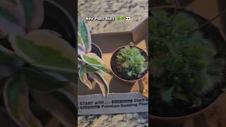 Welcome to the newest planty family members 🙌💚🪴 #hoya #carnivorousplant #sundew #newplants #plants