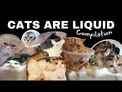 Cats Are Liquid