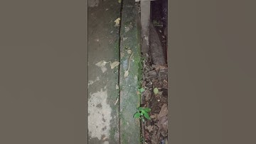 snake video #part...5 #shortvideo #youtubeshorts #video #visit2explore....