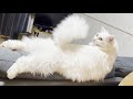 うちの白猫のふわふわボディを見てくれ