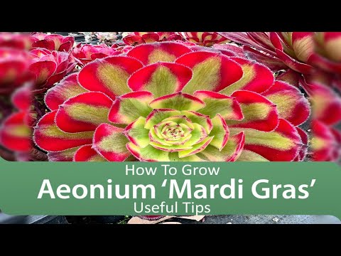 Video: Mis on Mardi Gras Aeonium – tutvuge Aeoniumi 