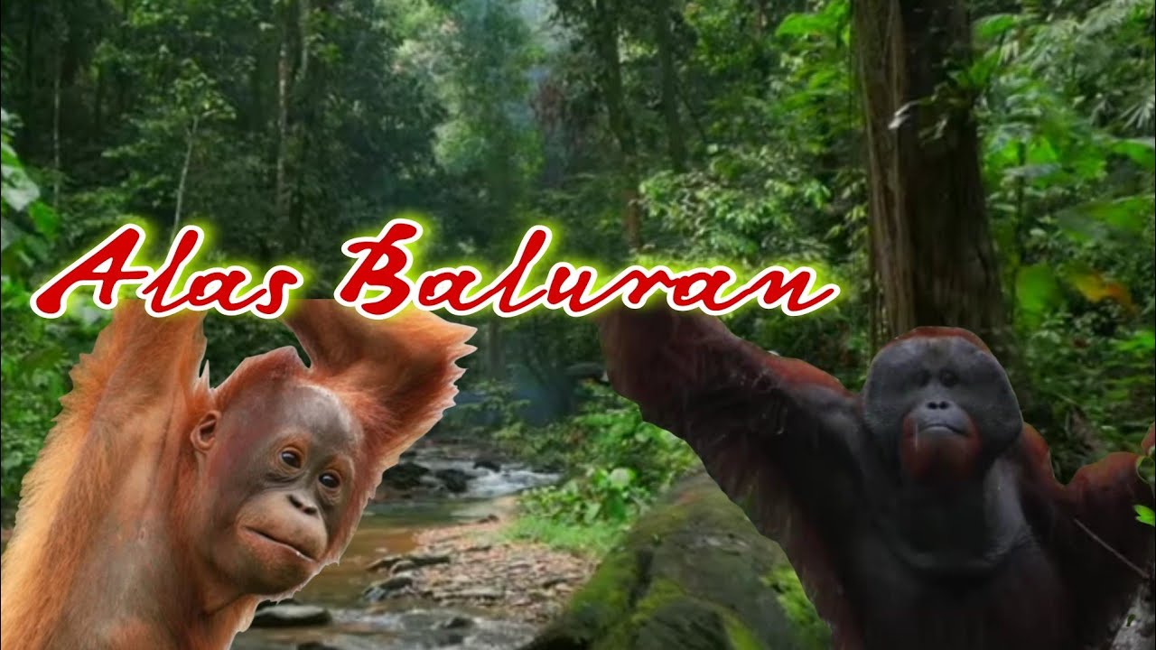 Alas Baluran Situbondo ! Terdapat Banyak Spesies Kera Dan Menjangan