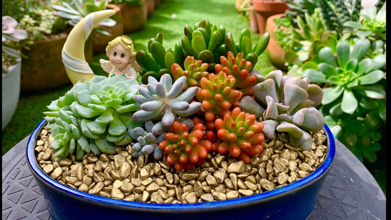 Succulent Arrangement in Shallow Glazed Pot