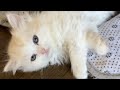 まったり子猫配信🐱