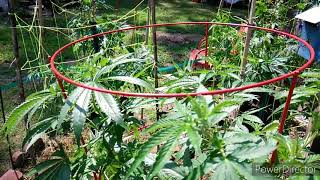 Outdoor Organic Hemp Grow 2020