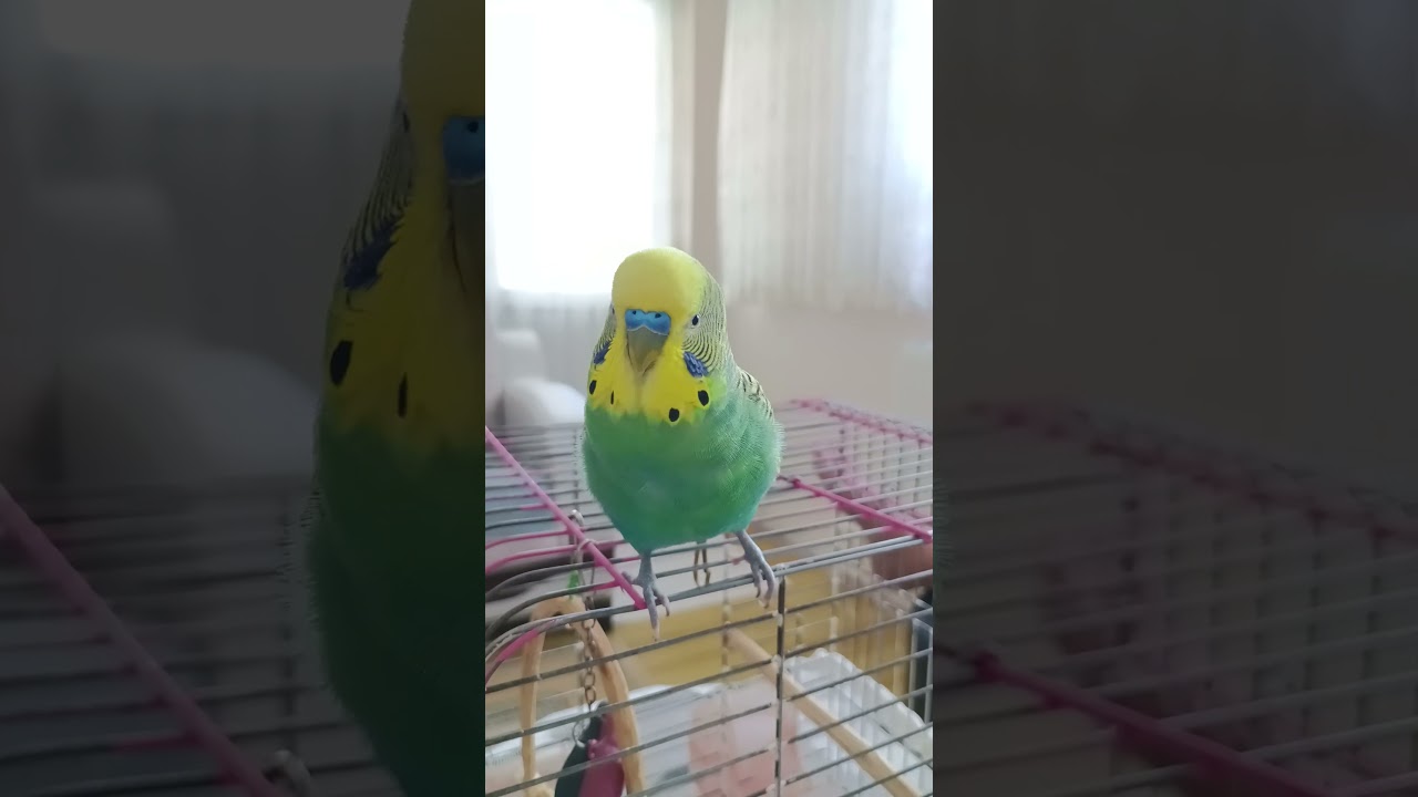 Kuşum Balım 😂 #muhabbetkuşu #birdsong #talkingparot #birds #parrot #budgies #kuşbakımı