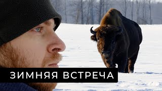 Зимняя встреча с зубром в дикой природе.