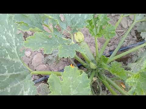 Cuanto tiempo tarda en cocer la coliflor