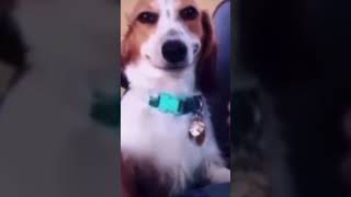 Sussy Dog dog sus animals cute cooldog meme amogus