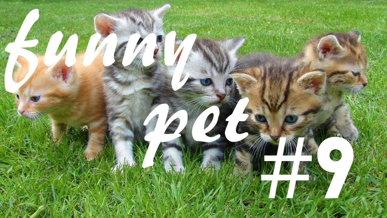 π π π π 9 funny ️ ️ ️ pet π π π π - YouTube