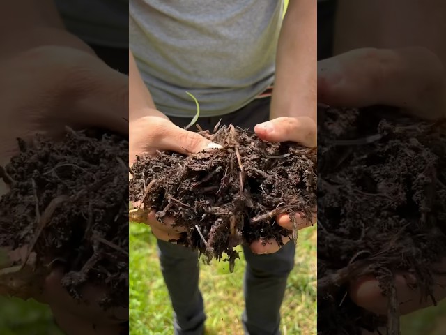 Ce geste discret dans le potager attire les vers de terre et enrichit le sol sans effort