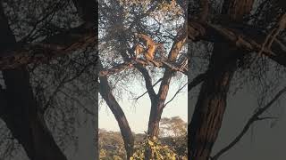 Monkey mating on tree branch gives us a cheeky smile?funnyshort monkeybusiness