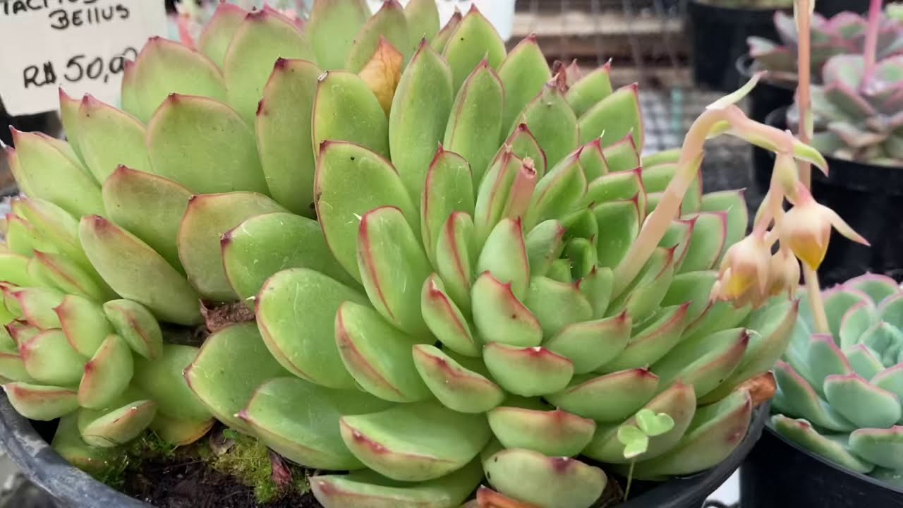 PARECE MAS NÃO É #12 🌿ECHEVERIA PULIDONIS X ECHEVERIA ADORN